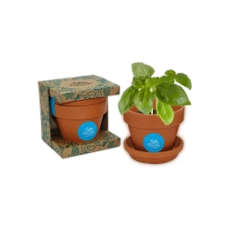 Kiełek w Ceramice — zestaw do uprawy / Grow kit ceramika